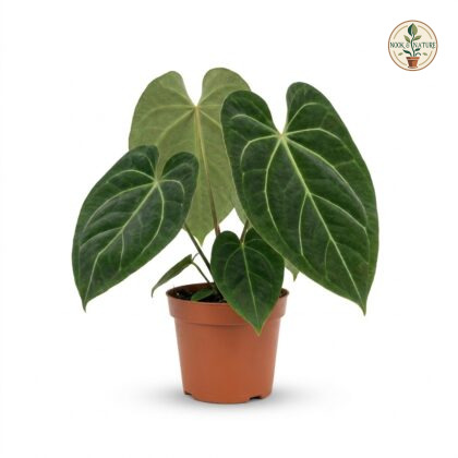 Potted Anthurium cotejense with large, heart-shaped velvety leaves and prominent veining.
