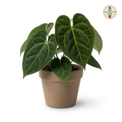 Anthurium cowanii potted in a clay pot against a white background.