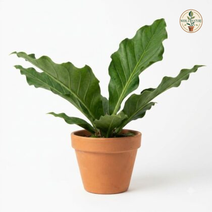 Anthurium crassinervium