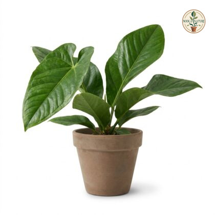 Anthurium crassitepalum