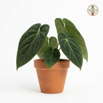 Anthurium croatii