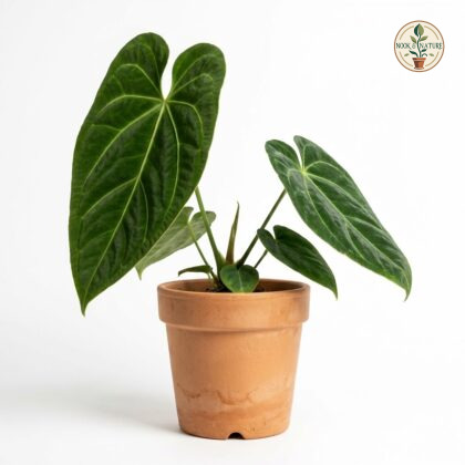 Anthurium cronembergerae