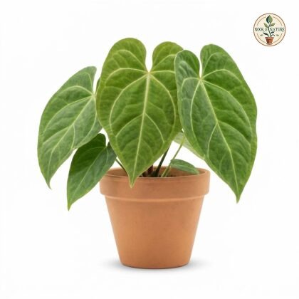 Anthurium cronembergerae