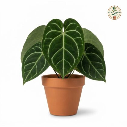 Anthurium crystallinum