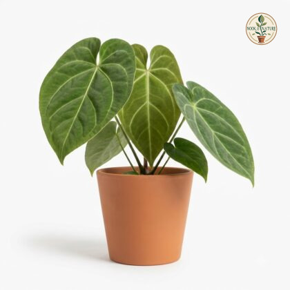 Anthurium cuasicanum