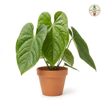 Anthurium cubense