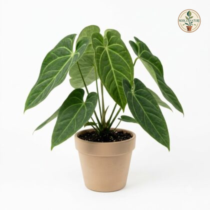 Anthurium cucullispathum