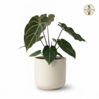 Anthurium cupreonitens