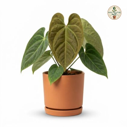 Anthurium cupulispathum