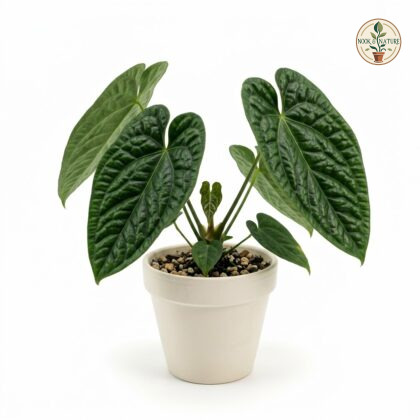 Anthurium curvilaminum