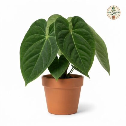 Anthurium cuspidatum