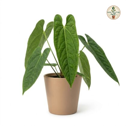 Anthurium cuspidiferum