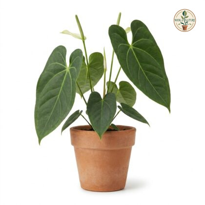 Anthurium andraeanum