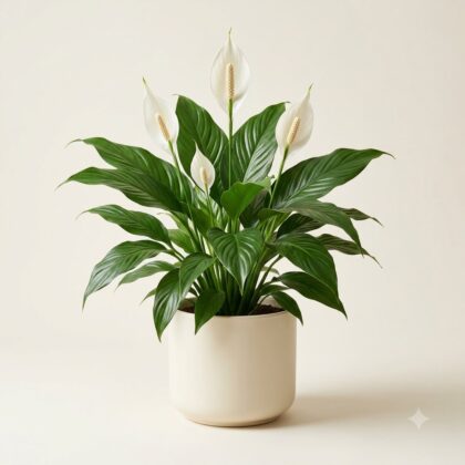 Potted peace lily with lush green leaves and white flowers in a neutral pot.