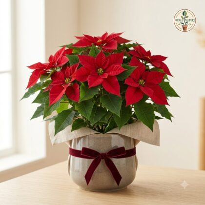 Potted poinsettia plant with bright red leaves in a grey ceramic pot tied with a velvet ribbon.