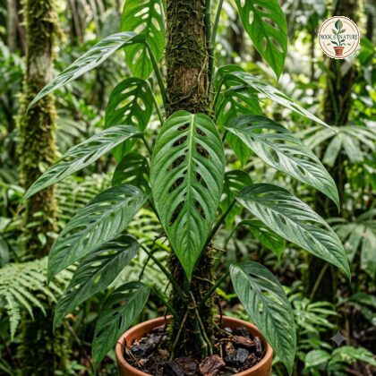 Potted Monstera acuminata with distinctive fenestrated leaves climbing up a mossy pole.