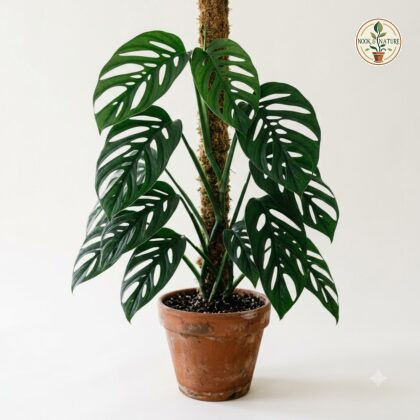 Monstera amargalensis with fenestrated leaves climbing a moss pole in a terracotta pot.