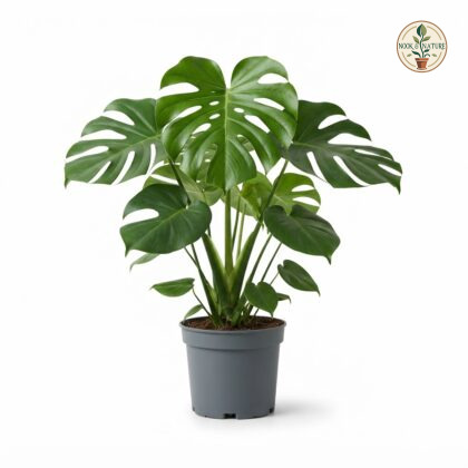 Monstera barrieri