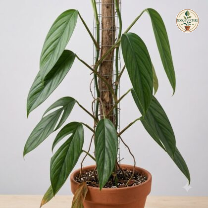 Monstera cenepensis climbing a moss pole in a terracotta pot against a neutral background.