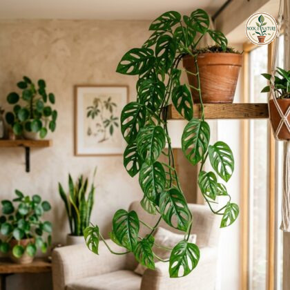 Lush trailing Monstera corana with characteristic fenestrated leaves in a terracotta pot on a wooden shelf.