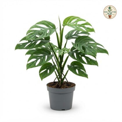 Monstera donosoensis