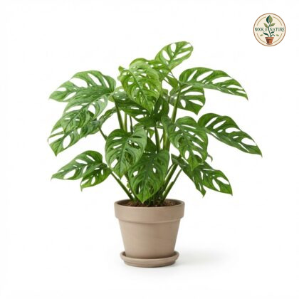 Monstera epipremnoides