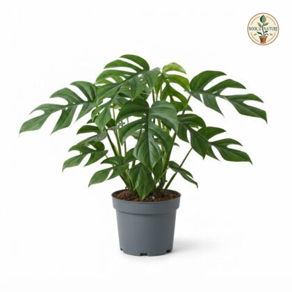 Monstera filamentosa
