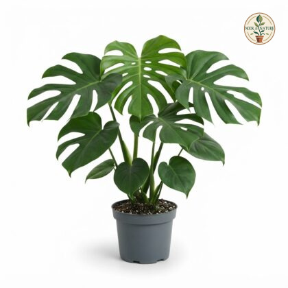 Monstera florescanoana