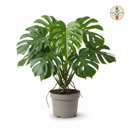 Monstera gentryi