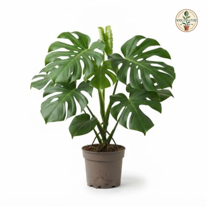 Monstera gigas