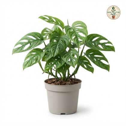 Monstera glaucescens