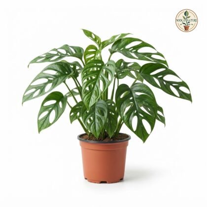 Monstera gracilis