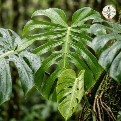 Wet, fenestrated leaves of a Monstera juliusii plant with aerial roots.
