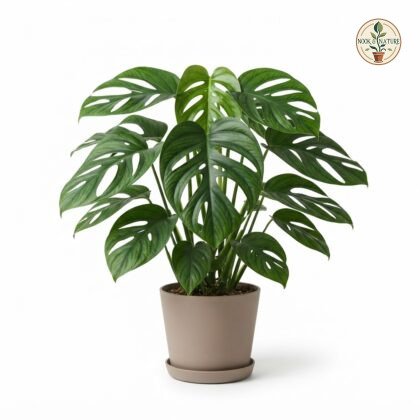 Monstera limitaris