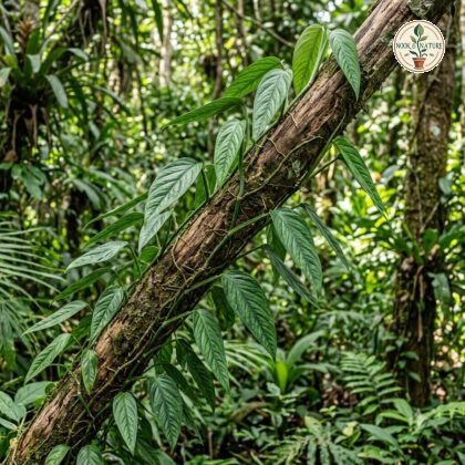 Monstera mittermeieri climbing a tree trunk in a tropical forest