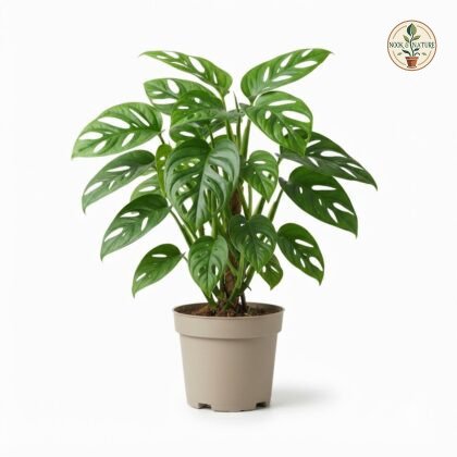 Monstera punctulata