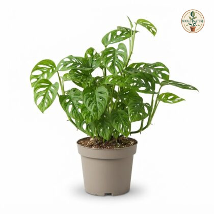 Monstera adansonii subsp. klotzschiana