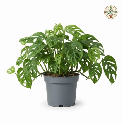 Monstera adansonii subsp. laniata
