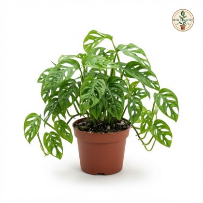 Monstera adansonii Narrow Form
