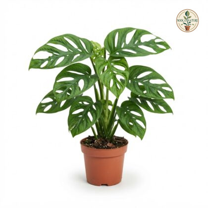 Monstera adansonii Wide Form