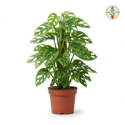 Monstera adansonii Friedrichsthalii Form