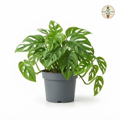 Monstera adansonii Monkey Mask