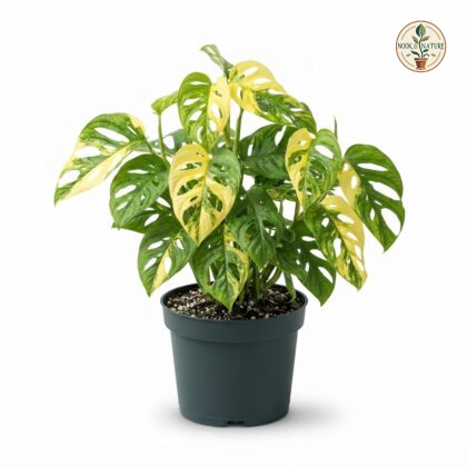 Monstera adansonii Aurea Variegata