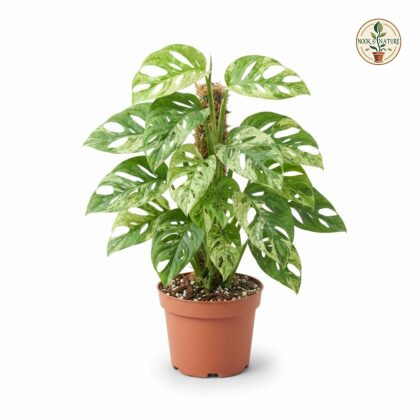 Monstera adansonii Mint