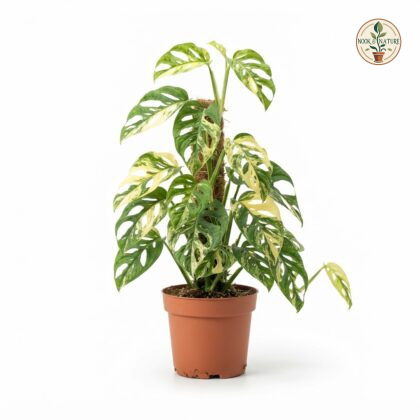 Monstera adansonii Archipelago