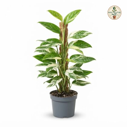 Monstera standleyana Albo Variegata