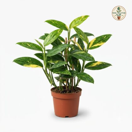 Monstera standleyana Aurea Variegata