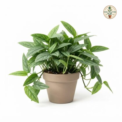 Monstera siltepecana El Salvador