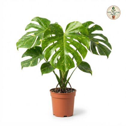 Monstera lechleriana Variegated