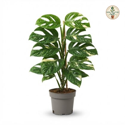 Monstera sp. Peru Variegated